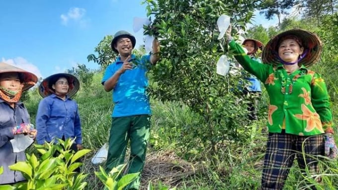 Mô hình canh tác thuận tự nhiên của anh Ngọc được đông đảo bà con ở địa phương quan tâm, học tập để nhân rộng. Ảnh: Minh Phượng.
