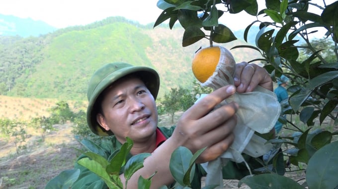 Vườn cam trồng theo cách thuận tự nhiên của anh Ngọc đã cho trái ngọt, được người tiêu dùng đón nhận. Ảnh: Minh Phượng.
