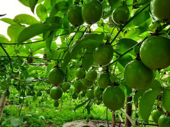 Những vạt đồi trồng ngô nay đã được phủ xanh một màu xanh đầy hi vọng mới của cây chanh leo. Ảnh: Hồng Nhung.