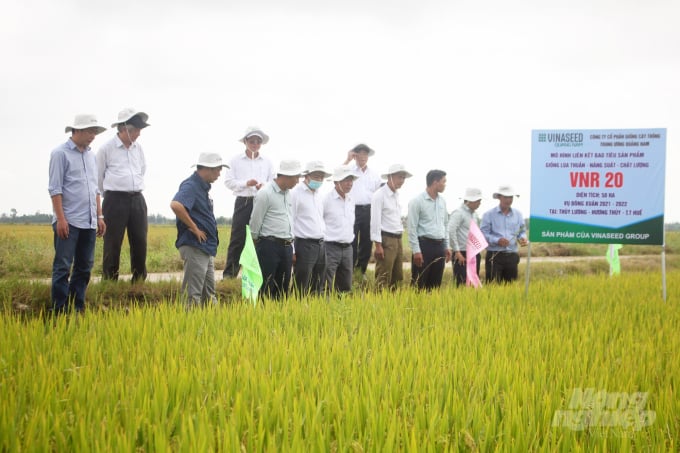 Giống lúa thuần VNR20 khẳng định được tính vượt trội trên đồng đất Thừa Thiên - Huế. Ảnh: CĐ.