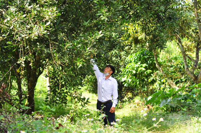 Hiện nay, Lâm Đồng đã cơ bản đánh giá, tuyển chọn được bộ giống mắc ca phù hợp với điều kiện thổ nhưỡng, khí hậu tại địa phương. Ảnh: Minh Hậu.