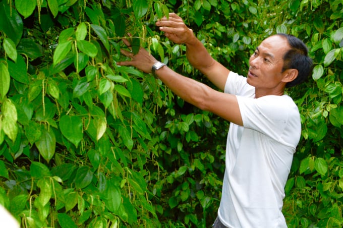 Vietnam agriculture needs to professionalize farmers. Photo: Minh Phuc.
