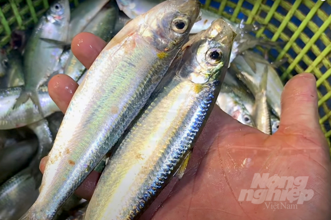Herring is harvested in the waters of Ba Ria - Vung Tau. Photo: Thanh Son.