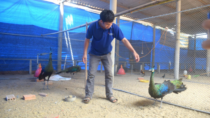 Chim trĩ, sản phẩm chăn nuôi đặc sắc của Hoài Ân sẽ được trưng bày trong Ngày hội nông sản Hoài Ân lần thứ I - 2022. Ảnh: V.Đ.T