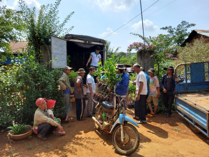 HTX Phước Thiện hỗ trợ cây giống mít ruột đỏ cho người dân trong và ngoài địa phương. Ảnh: Trần Trung.