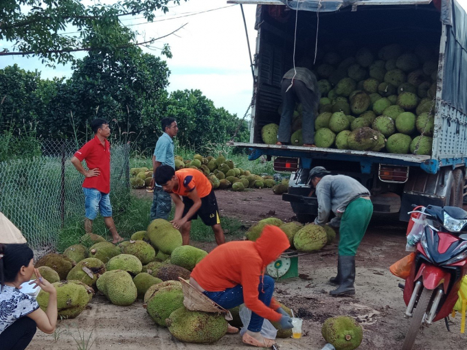 Thương lái đến tận vườn cây thu mua sản phẩm. Ảnh: Trần Trung.