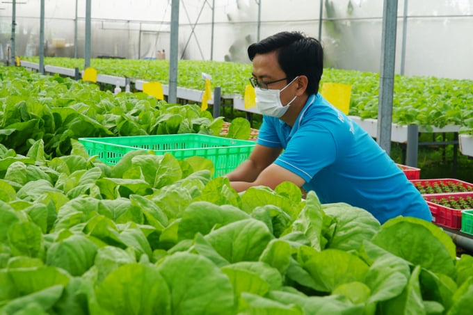 Dự thảo đặt mục tiêu tỉ lệ giá trị sản phẩm nông nghiệp được sản xuất theo các quy trình sản xuất tốt hoặc tương đương đạt trên 40%. Ảnh: Nguyễn Thủy.