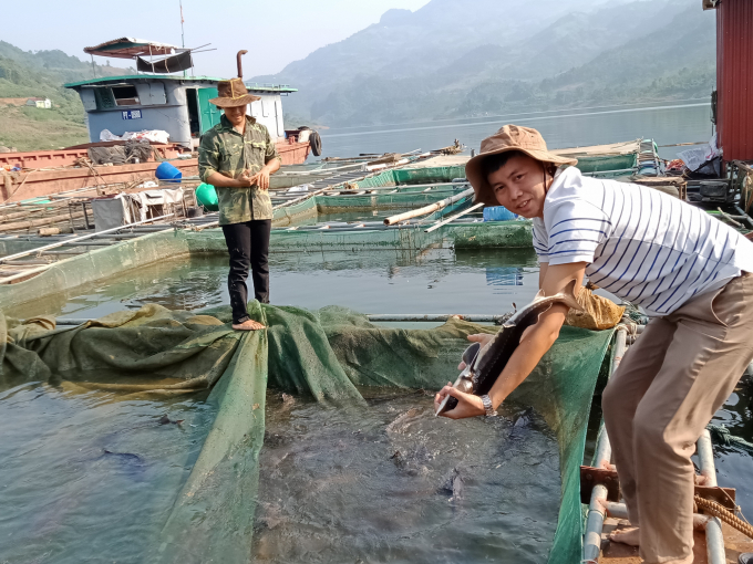Mô hình cho thấy cá tầm nuôi trong lồng bè ở lòng hồ thủy điện sinh trưởng rất tốt, chất lượng cao. Ảnh: Lưu Hòa.