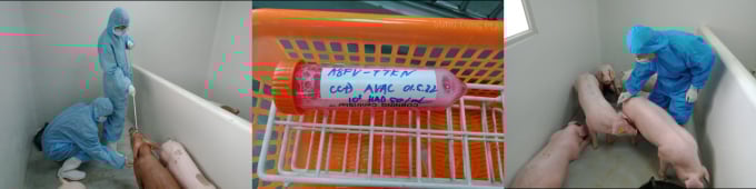 vacxin-1913_20220530_379.jpeg Cán bộ Công ty AVAC lấy mẫu và công cường độc cho lợn. Ảnh: AVAC.
