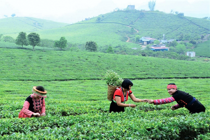 Đồi chè tại xã Phỏng Lái, huyện Thuận Châu, tỉnh Sơn La. Ảnh: TL.