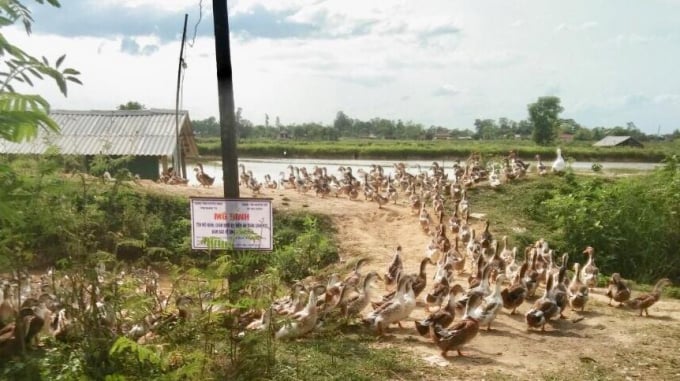 Vịt biển tiêu thụ dễ do chất lượng thịt thơm ngon. Ảnh: Việt Toàn.