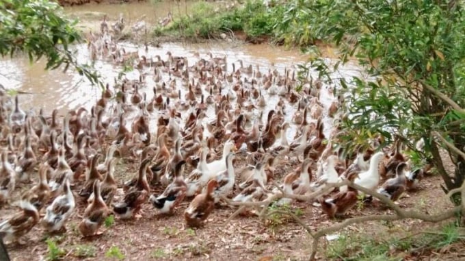 Vịt biển thích nghi với nhiều điều kiện nuôi nên dễ mở rộng ra nhiều địa bàn khác nhau. Ảnh: Việt Toàn.