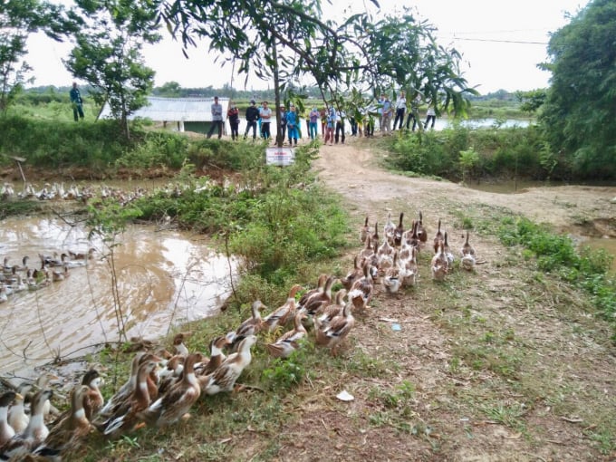 1436545922b822082cfdeca3b5ec-143654.jpg Vịt biển cho thấy khả năng tăng trọng nhanh hơn, kháng bệnh cao hơn vịt thường. Ảnh: Việt Toàn.