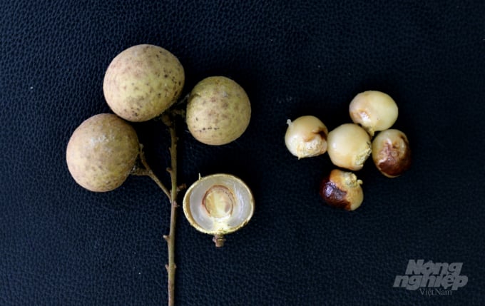 watermark_nhan-hat-trang-1716_20220522_998.jpg Quả nhãn hạt trắng. Ảnh: Tư liệu.