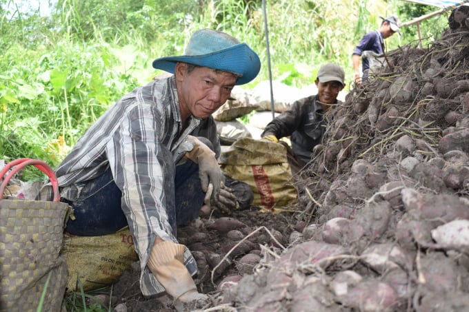 Giá khoai xuống thấp nhiều nơi thương lái không muốn thu mua, nông dân điêu đứng. Ảnh: Minh Đảm.
