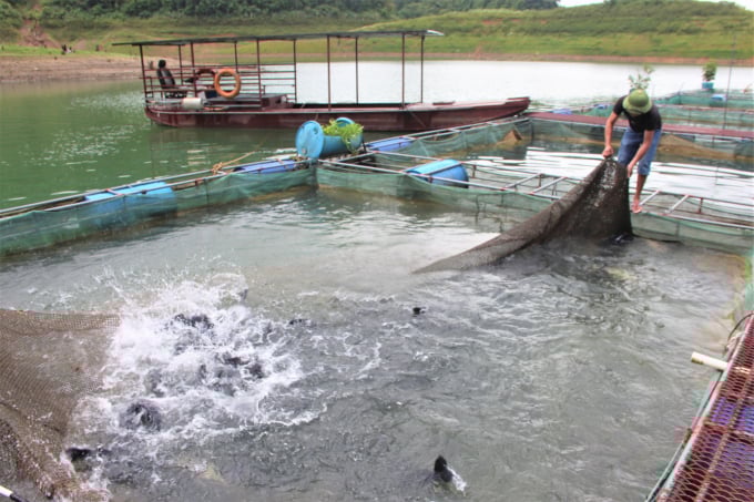 Sở hữu nhiều hồ lớn, Tuyên Quang có điều kiện rất thuận lợi để nuôi thủy sản hữu cơ. Ảnh: Đào Thanh.