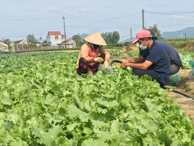 Điều quan trong hơn cả của dự án là giúp nông dân thay đổi được tập quán sản xuất sang an toàn, tiếp cận với thị trường. Ảnh: VĐT.