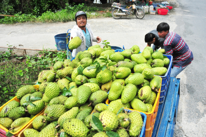 Sản xuất NNHC là hướng đi tất yếu của nông nghiệp Việt Nam hiện nay. Ảnh: Lê Hoàng Vũ.