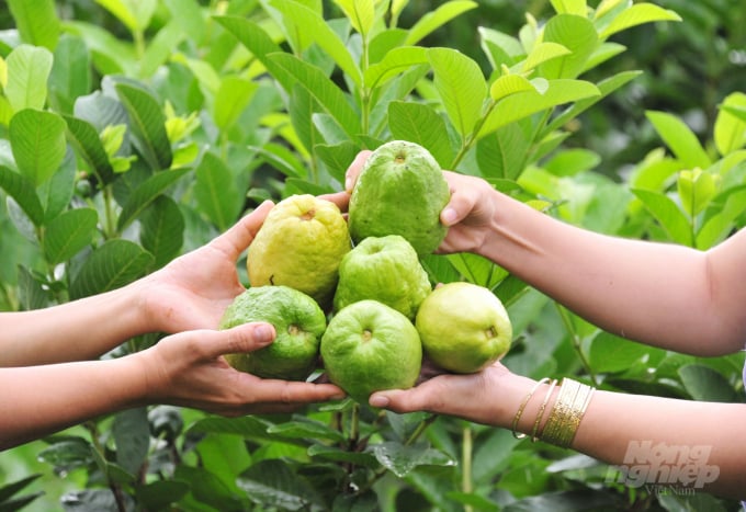 Hiện nay, TP Cần Thơ đang khuyến cáo nông dân và các trang trại sản xuất theo hướng NNHC để đạt theo các tiêu chuẩn như VietGAP, GlobalGAP… Ảnh: Lê Hoàng Vũ.