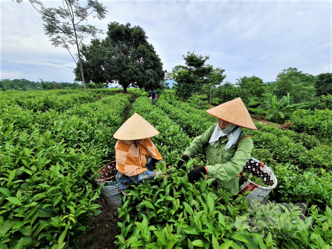 watermark_z3450706350083_4f0668e3fc100ea28b6a4a8def933c89-0937_20220529_437.jpg Nhiều giống chè được nghiên cứu, nhân rộng thành công tại Tuyên Quang. Ảnh: Đào Thanh.