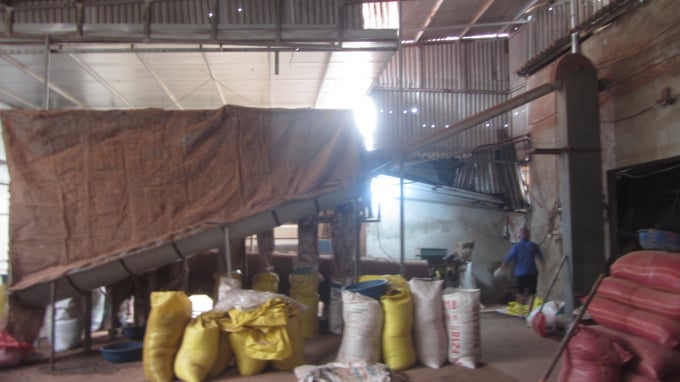 Đóng gói hạt sen chuyển đi xuất khẩu. Ảnh: HT
