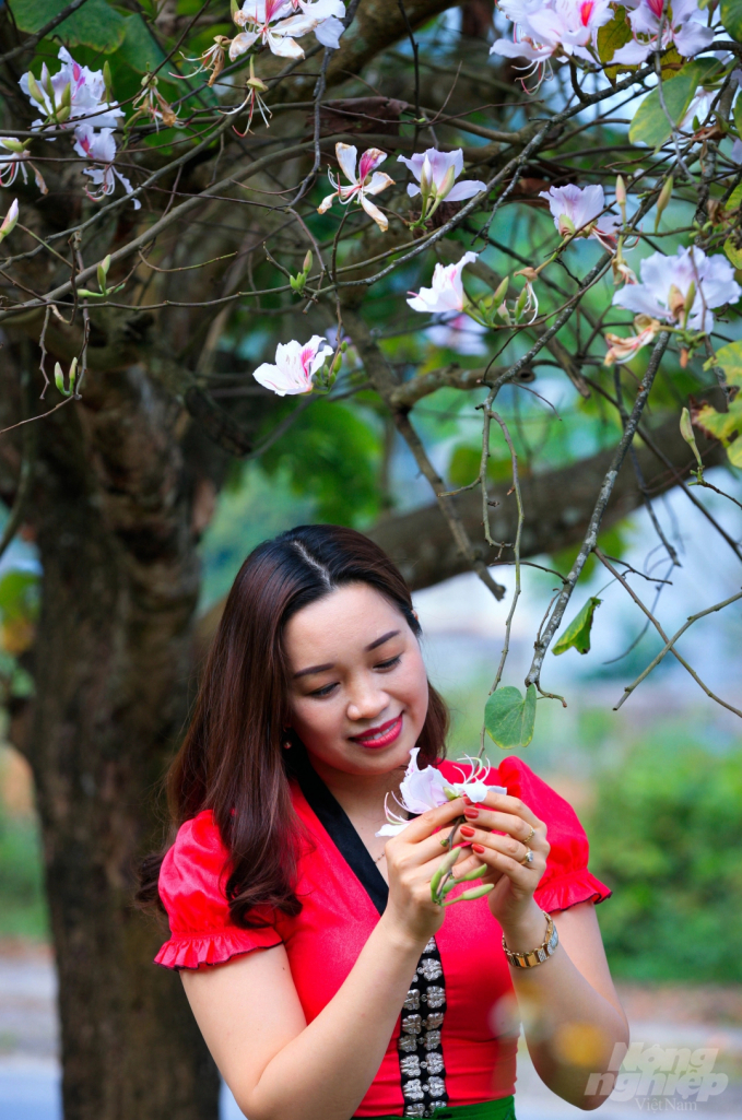hoa-ban-1058_20220614_416.jpeg Hoa ban là loại hoa rừng tuyệt đẹp. Ảnh: Trọng Chính.