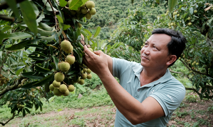 Ông Vương Văn Lợi, Phó Giám đốc HTX Nông nghiệp Thanh Hải, huyện Lục Ngạn tại vườn vải chính vụ. Ảnh: Bá Thắng.