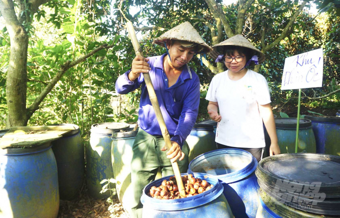 Các nhà vườn yên tâm chăm sóc vườn cây theo tiêu chuẩn Hệ thống Đảm bảo Cùng tham gia (Participatory Guarantee System - PGS) với sự hỗ trợ của Công ty Abavina. Ảnh: NB.