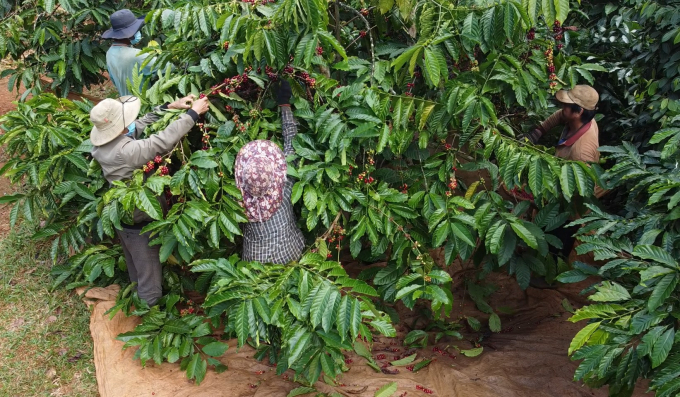 Tái canh đã giúp thay đổi diện mạo ngành hàng cà phê của Việt Nam. Ảnh: Minh Hậu.