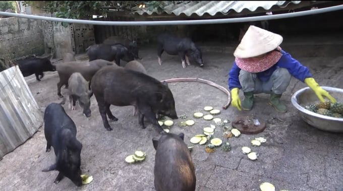 Thức ăn cho lợn được tận dụng từ phụ phẩm hoa quả, rau bèo, bã đậu… Ảnh: Hải Yến.