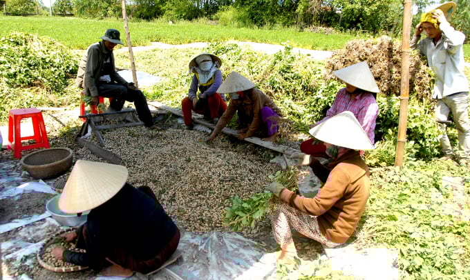 3-1445_20210928_956.jpg Đất canh tác cây màu ở xã Cát Hải (huyện Phù Cát, Bình Định) cho thu nhập bình quân 200 - 300 triệu đồng/ha/năm nhờ luân canh cây trồng. Ảnh: Vũ Đình Thung.