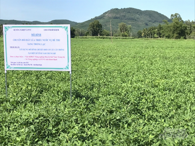 Mô hình chuyển đổi chuyển đổi sang trồng đậu phộng trên đất lúa thiếu nước trong vụ hè thu tại xã Mỹ Lộc (huyện Phù Mỹ, Bình Định). Ảnh: Vũ Đình Thung.