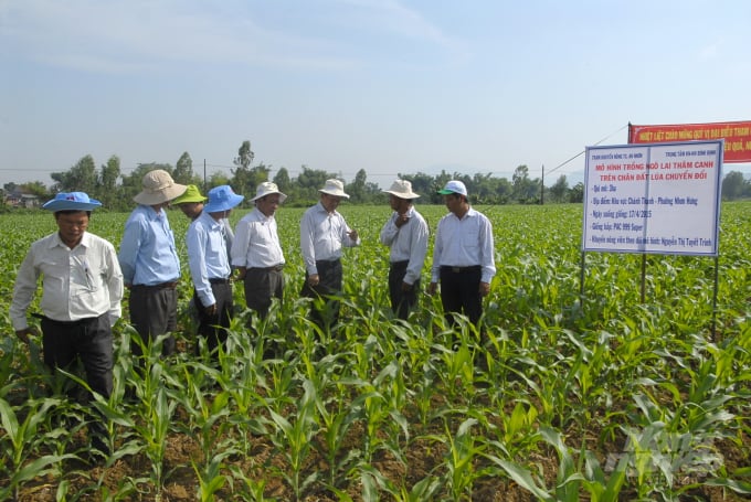 Mô hình trồng ngô lai thâm canh trên đất lúa chuyển đổi tại phường Nhơn Hưng (Thị xã An Nhơn, Bình Định). Ảnh: Vũ Đình Thung.