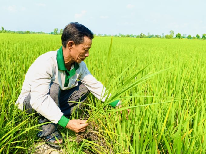 tiem-nang-lon-thi-truong-tin-chi-carbon-cua-nong-nghiep-viet-nam-1717_20220628_636.jpg Sản xuất lúa nước là một trong những hoạt động phát thải khí nhà kính… Ảnh: Lê Hoàng Vũ.
