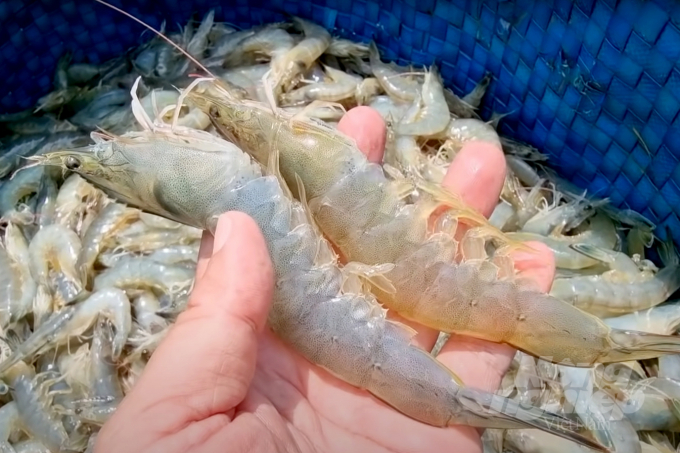 Tôm mới thu hoạch ở Cần Giuộc, Long An. Ảnh: Thanh Sơn.
