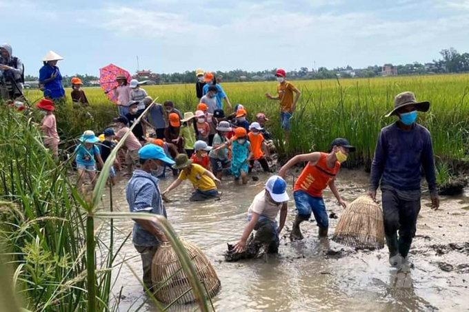Cá, cua, ốc, ếch... trở về trên những cánh đồng lúa hữu cơ. Ảnh: Võ Dũng.