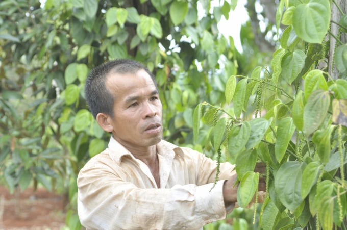 Nhờ 'nói không' với phân vô cơ, vườn tiêu ông Lục rất sạch bệnh, năng suất cao và ổn định. Ảnh: Đăng Lâm.