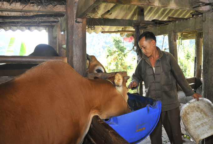 09240675anh_lau_chu_tua_dang_cham_soc_dan_bo_nuoi_vo_beo-092406.jpg Những con bò dưới bàn tay chăm sóc đảm bảo kỹ thuật của anh Tủa luôn rất béo tốt, khỏe mạnh, bán được giá cao, lãi tốt. Ảnh: Văn Phú.