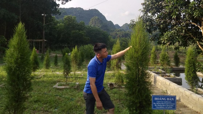 Cây hoàng đàn đang được ươm giống và trồng thành công tại vườn thực vật của BQL Rừng đặc dụng Hữu Liên. Ảnh: BQL.