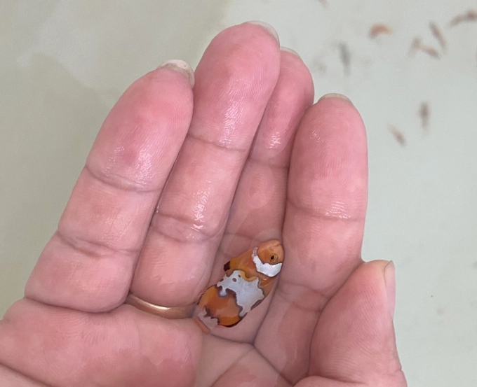 ca-khoang-co-nemo-1417_20220614_482.jpeg Cá khoang cổ nemo là một trong ba loài cá cảnh xuất khẩu hàng đầu trên thế giới. Ảnh: Kim Sơ.