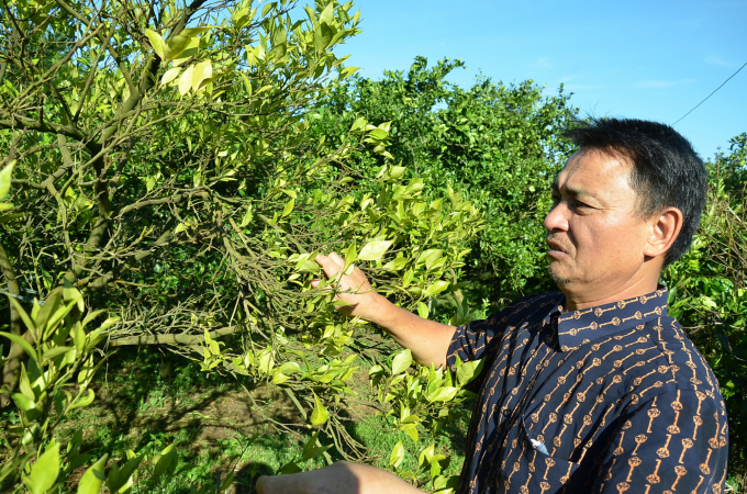 'Phát triển nong', chạy theo năng suất bằng mọi giá đã đẩy nhiều vùng cây có múi của Hòa Bình vào tàn lụi. Ảnh: Phạm Hiếu.