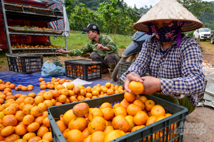 Các mô hình sản xuất cây ăn quả có múi hữu cơ của Hòa Bình đang 'thấm dần' tới người dân và sẽ từng bước mở rộng thời gian tới. Ảnh: Tùng Đinh.