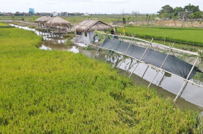 Cánh đồng lúa - cá kết hợp khai thác dịch vụ du lịch dù mới sơ khai, nhưng là hướng đi đầy triển vọng được Thành phố Hà Tĩnh chú trọng phát triển trong thời gian tới. Ảnh: Thanh Nga.