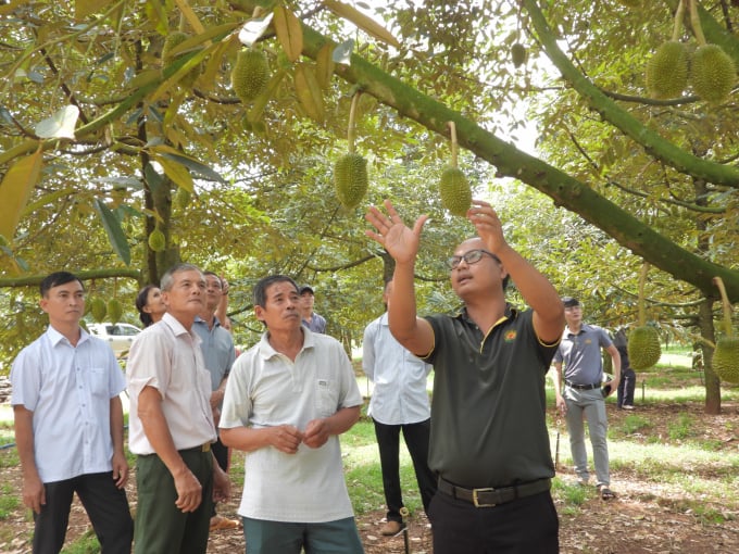 dscn2019-1233_20220627_974.jpg Cán bộ kỹ thuật Tập đoàn Lộc Trời chuyển giao KH-KT cho người trồng sầu riêng tại huyện Hớn Quản. Ảnh: Trần Trung.