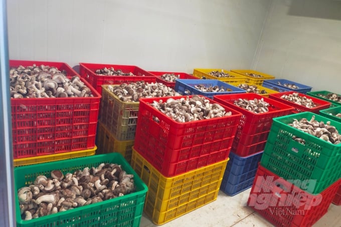 Nấm hương tươi gửi xuống Hà Nội cho các đơn vị doanh nghiệp. Ảnh: Toán Nguyễn.