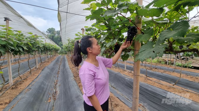 Sản phẩm nho hạ đen của Công ty Cổ phần Đầu tư và Phát triển Công nghệ xanh (CAB - TP Cao Bằng) được chứng nhận đạt tiêu chuẩn VietGAP. Ảnh: Công Hải.