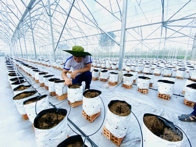 watermark_z3575612902712_940103b52c2f4a898295e11c9ad446ba-1428_20220718_533.jpg Trên địa bàn TP Cần Thơ có 212 mô hình ứng dụng công nghệ cao đã đem lại thành công. Ảnh: Lê Hoàng Vũ.