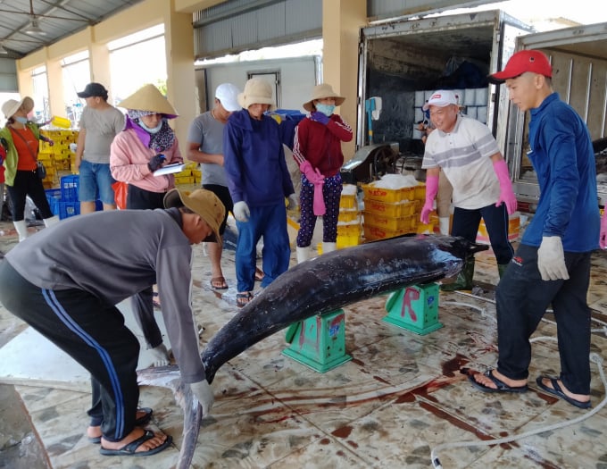 bai-cuoi-cung-nhau-ra-khoi-1721_20220719_250.jpg Những loài cá giá trị cao như thế này ngày càng hiếm trong mỗi chuyến biển của ngư dân. Ảnh: Thanh Kỳ.