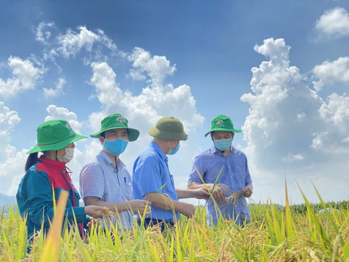 Mô hình trồng lúa hữu cơ hiệu quả cao ở huyện Bình Xuyên, tỉnh Vĩnh Phúc. Ảnh: Huy Bình.
