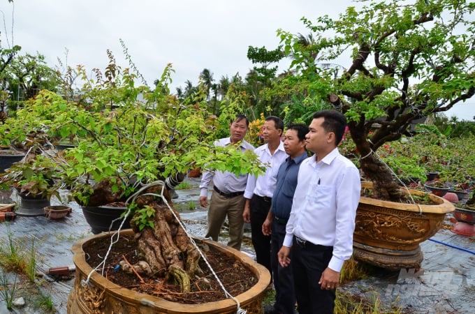 Những thân cây hoa giấy khủng, đẹp trong vườn của anh Phi. Ảnh: Dương Đình Tường.